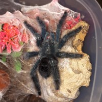 A. avicularia