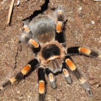 B. Hamorii Or Smithi