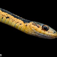 Thamnophis sp.