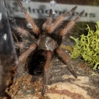 Brachypelma boehmei sling