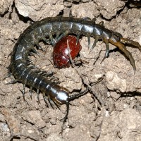 Another new centipede found, what species is it? (from Israel)