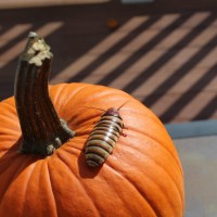 Halloween Hisser on a Pumpkin
