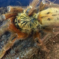 OBT