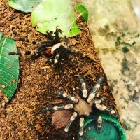 Freshly molted boi