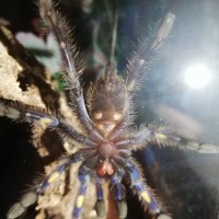 Poecilotheria metallica [ventral sexing]