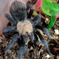 Brachypelma Albiceps :) 2”