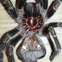 Grammostola pulchripes (approx 3")