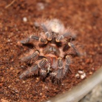 New Addition! - Grammostola pulchripes - Chaka