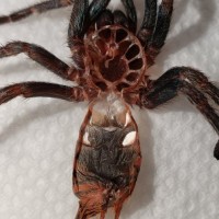 C. Cyaneopubescens Molt