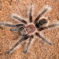 B. albopilosum male (Arnold Schwarzelegger)