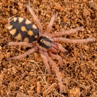 Hapalopus sp. Columbia