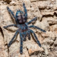 C. versicolor male (Tiddleywinks)