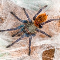 C. cyaneopubescens female (Gossamer)