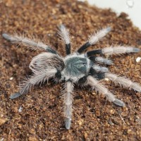 Pamphobeteus ultramarinus