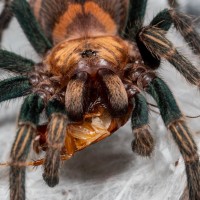 Chromatopelma cyaneopubescens sling