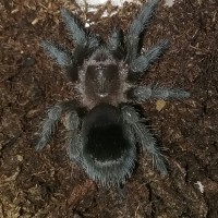 pulchra