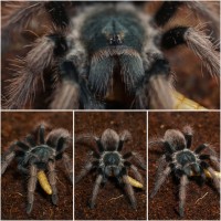 Pamphobeteus ultramarinus collage