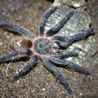 Thrixopelma sp. Blue Juvenile Male