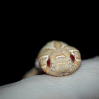 Western Hognose Juvenile Albino Female