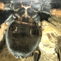 Brachypelma boehmei