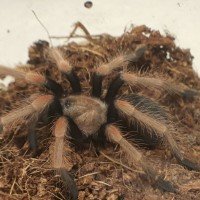 Brachypelma Boehmei sling