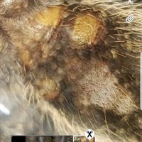 Brachypelma albopilosum juvenile