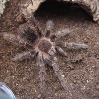 Lasiodora parahybana?