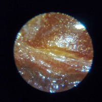 Grammostola actaeon 6.5 cm (2.5 inches)