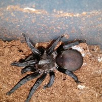 Twilithium- Idiommata Sp. Silverback