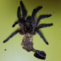 Harpactira pulchripes [molt sexing]