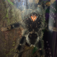 A avicularia