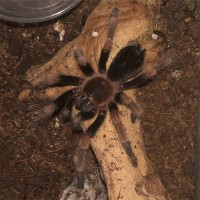 Brachypelma ID Request