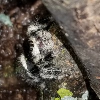 Phidipus regius?