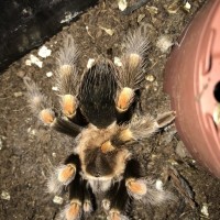 Possible B. Smithi, need confirmation, thanks!
