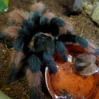 Brachypelma emilia