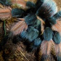 Brachypelma emilia