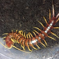 Scolopendra sp. ‘viridicornis/robusta’