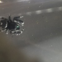 Jumping Spider ID Request