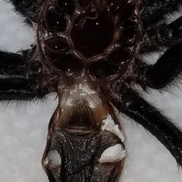 Chromatopelma cyaneopubescens