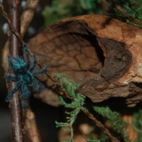 Caribena versicolour sling