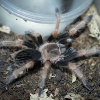 Brachypelma baumgarteni Female - ~2"