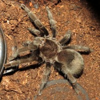 Bulldozer (♀ Grammostola pulchra 3.5")