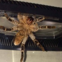 Aphonopelma seemani M/F?  Leg span approx 4inches