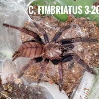 C. Fimbriatus