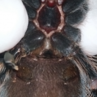 Brachypelma albopilosum male or female?