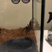 Aphonopelma seemanni Enclosure [2/2]