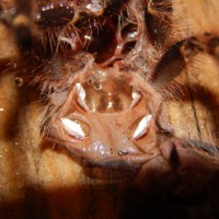 2" Grammostola pulchripes