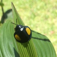 Tortoise beetle Costa Rica