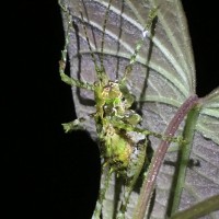 Haemodiasma sp Costa Rica