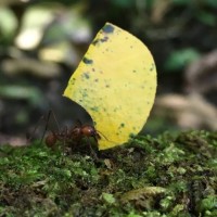 Atta cephalotes